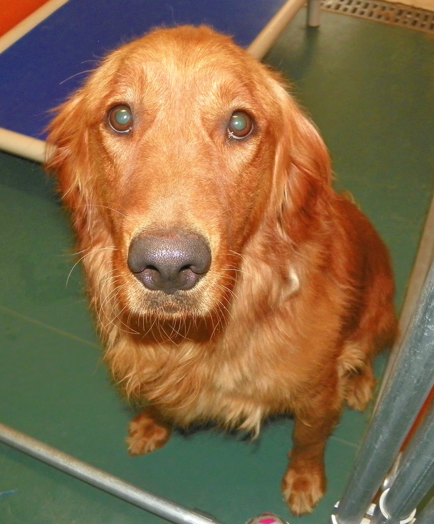 Golden Retreiver Rescue Of New Mexico Sally