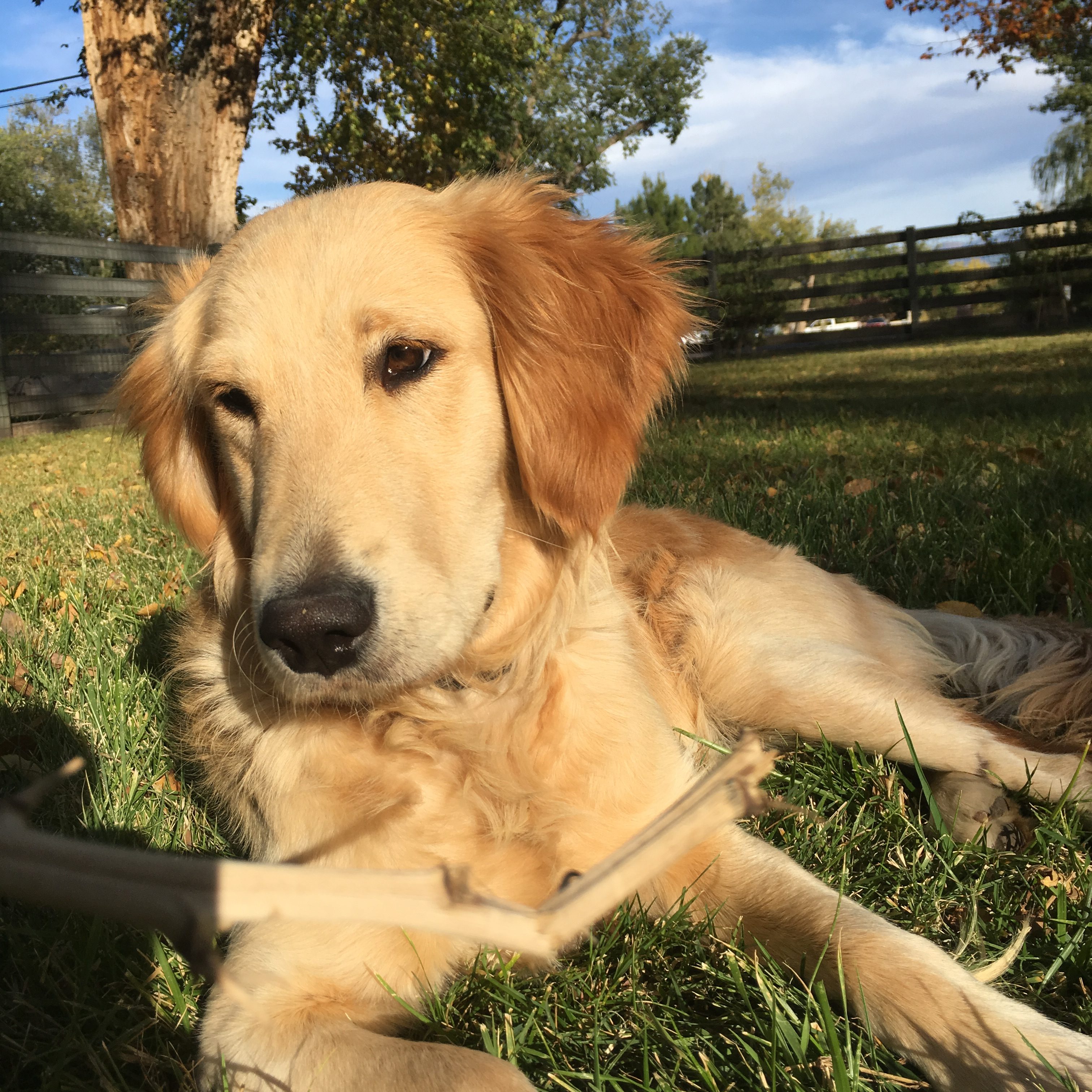 Golden Retreiver Rescue Of New Mexico » Roxy (reposting)